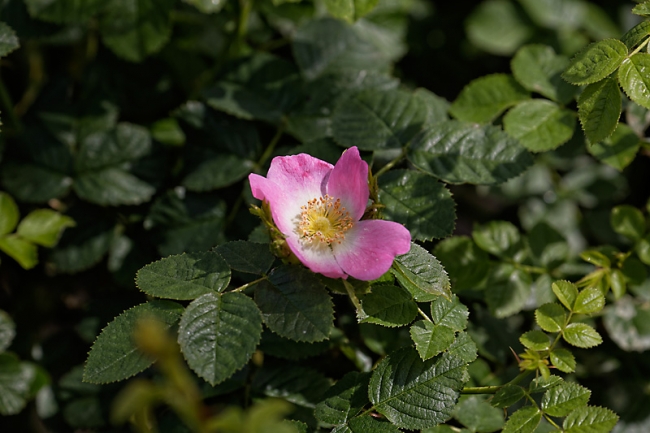 Jardin des Impressionnistes-MAI14-002